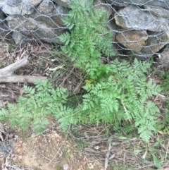 Conium maculatum (Hemlock) at Black Mountain - 9 Sep 2021 by Ned_Johnston