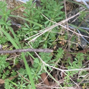 Galium aparine at Downer, ACT - 9 Sep 2021 04:24 PM