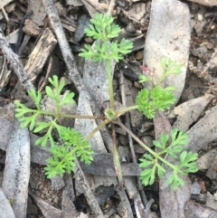 Cotula australis (Common Cotula, Carrot Weed) at Black Mountain - 9 Sep 2021 by Ned_Johnston