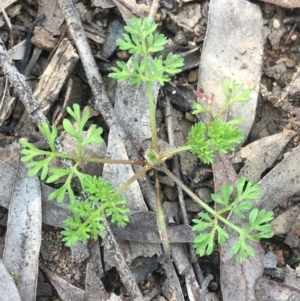 Cotula australis at Downer, ACT - 9 Sep 2021 04:25 PM