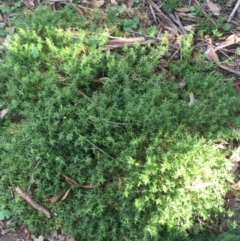 Stellaria pungens (Prickly Starwort) at Downer, ACT - 9 Sep 2021 by NedJohnston