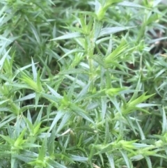 Stellaria pungens at Downer, ACT - 9 Sep 2021 04:27 PM