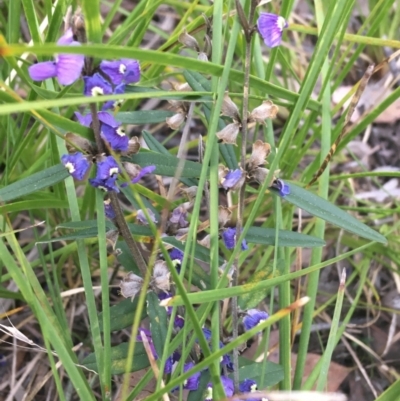 Hovea heterophylla (Common Hovea) at Black Mountain - 9 Sep 2021 by Ned_Johnston