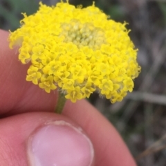 Craspedia variabilis (Common Billy Buttons) at Downer, ACT - 9 Sep 2021 by NedJohnston