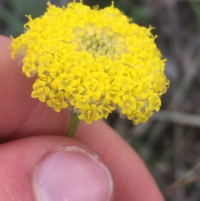 Craspedia variabilis (Common Billy Buttons) at Black Mountain - 9 Sep 2021 by Ned_Johnston