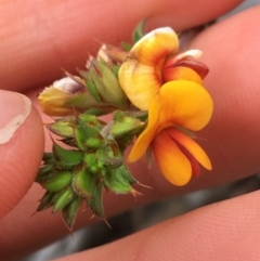 Pultenaea procumbens (Bush Pea) at O'Connor, ACT - 9 Sep 2021 by NedJohnston