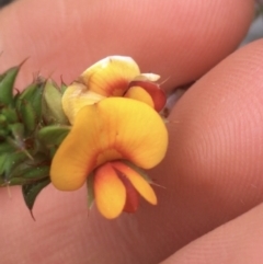 Pultenaea procumbens at O'Connor, ACT - 9 Sep 2021