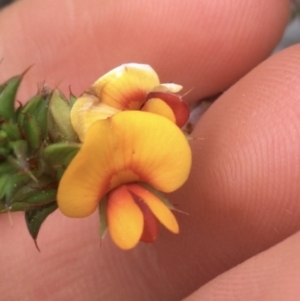 Pultenaea procumbens at O'Connor, ACT - 9 Sep 2021 04:36 PM