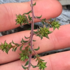 Pultenaea procumbens at O'Connor, ACT - 9 Sep 2021