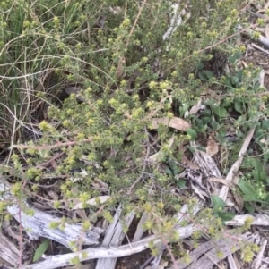 Pultenaea procumbens at O'Connor, ACT - 9 Sep 2021 04:36 PM