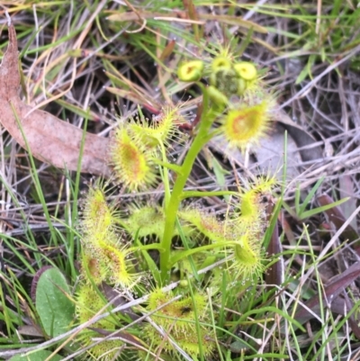Drosera sp. (A Sundew) at Black Mountain - 9 Sep 2021 by Ned_Johnston