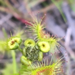 Drosera sp. at Bruce, ACT - 9 Sep 2021