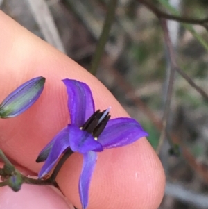 Dianella revoluta var. revoluta at Bruce, ACT - 9 Sep 2021