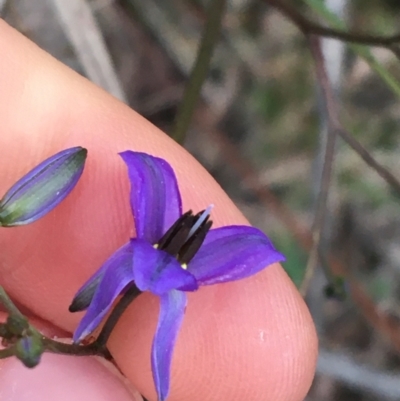 Dianella revoluta var. revoluta (Black-Anther Flax Lily) at Black Mountain - 9 Sep 2021 by Ned_Johnston