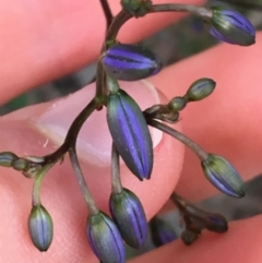 Dianella revoluta var. revoluta at Bruce, ACT - 9 Sep 2021