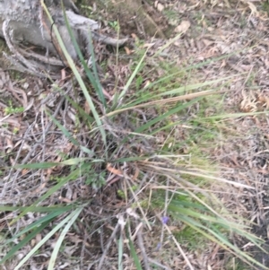 Dianella revoluta var. revoluta at Bruce, ACT - 9 Sep 2021