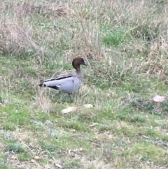 Chenonetta jubata (Australian Wood Duck) at Bruce, ACT - 9 Sep 2021 by NedJohnston