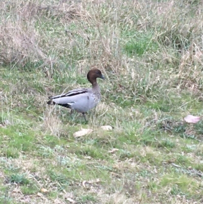 Chenonetta jubata (Australian Wood Duck) at Bruce, ACT - 9 Sep 2021 by NedJohnston