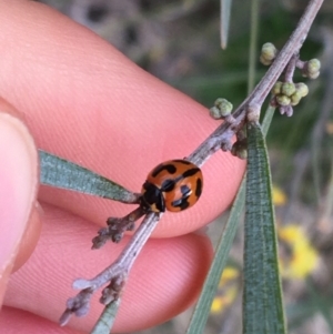 Coccinella transversalis at Bruce, ACT - 9 Sep 2021