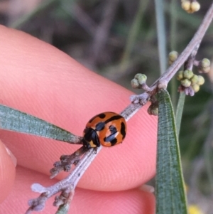 Coccinella transversalis at Bruce, ACT - 9 Sep 2021