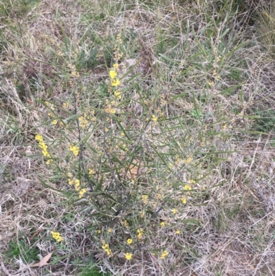 Acacia dawsonii (Dawson's Wattle) at Bruce, ACT - 9 Sep 2021 by NedJohnston