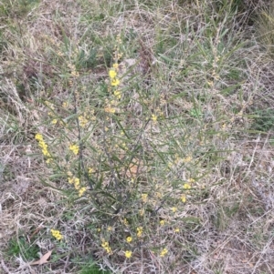 Acacia dawsonii at Bruce, ACT - 9 Sep 2021