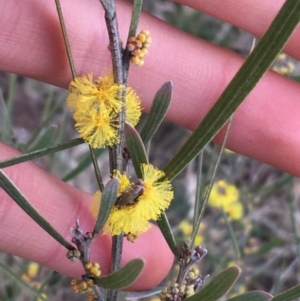 Acacia dawsonii at Bruce, ACT - 9 Sep 2021