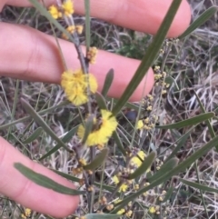 Acacia dawsonii at Bruce, ACT - 9 Sep 2021 05:18 PM