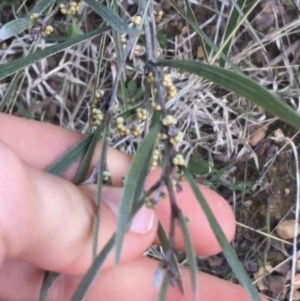 Acacia dawsonii at Bruce, ACT - 9 Sep 2021 05:18 PM