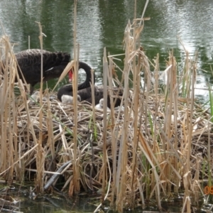 Cygnus atratus at Bonython, ACT - suppressed