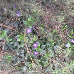 Vinca major (Blue Periwinkle) at Bruce, ACT - 9 Sep 2021 by Ned_Johnston