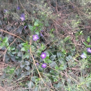 Vinca major at Bruce, ACT - 9 Sep 2021