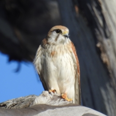 Falco cenchroides (Nankeen Kestrel) at Lions Youth Haven - Westwood Farm A.C.T. - 9 Sep 2021 by HelenCross