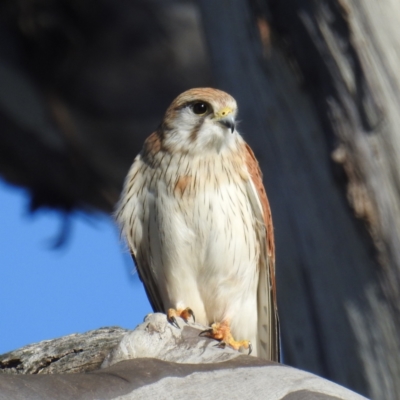 Falco cenchroides (Nankeen Kestrel) at Lions Youth Haven - Westwood Farm A.C.T. - 9 Sep 2021 by HelenCross