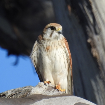 Falco cenchroides (Nankeen Kestrel) at Stromlo, ACT - 10 Sep 2021 by HelenCross