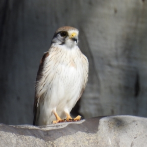 Falco cenchroides at Stromlo, ACT - suppressed