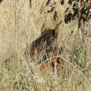 Sus scrofa at Stromlo, ACT - suppressed