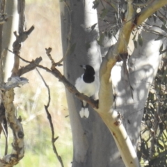 Cracticus nigrogularis (Pied Butcherbird) at Lions Youth Haven - Westwood Farm A.C.T. - 9 Sep 2021 by HelenCross