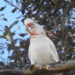 Cacatua tenuirostris (Long-billed Corella) at Lions Youth Haven - Westwood Farm A.C.T. - 9 Sep 2021 by HelenCross