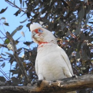 Cacatua tenuirostris at Stromlo, ACT - 10 Sep 2021