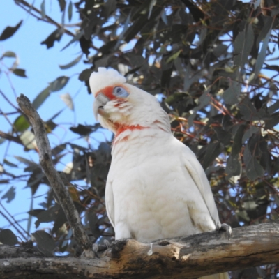 Cacatua tenuirostris (Long-billed Corella) at Lions Youth Haven - Westwood Farm - 9 Sep 2021 by HelenCross