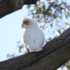 Cacatua tenuirostris at Stromlo, ACT - suppressed