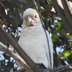 Cacatua tenuirostris at Stromlo, ACT - suppressed