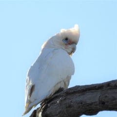 Cacatua tenuirostris at Stromlo, ACT - 10 Sep 2021