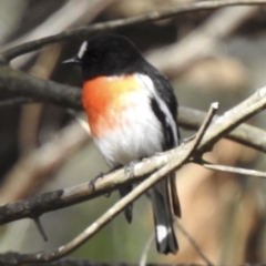 Petroica boodang (Scarlet Robin) at Wingecarribee Local Government Area - 9 Sep 2021 by GlossyGal