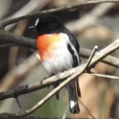 Petroica boodang (Scarlet Robin) at Mittagong - 10 Sep 2021 by GlossyGal