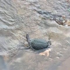 Chelodina longicollis (Eastern Long-necked Turtle) at Lyneham, ACT - 9 Sep 2021 by StephCJ