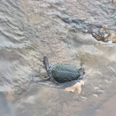 Chelodina longicollis (Eastern Long-necked Turtle) at Sullivans Creek, Lyneham South - 9 Sep 2021 by StephCJ