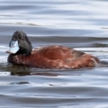 Oxyura australis at Fyshwick, ACT - 10 Sep 2021