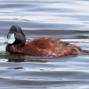 Oxyura australis at Fyshwick, ACT - 10 Sep 2021